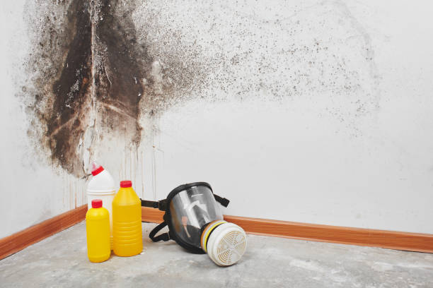 Best Post-Flood Mold Remediation in Lake Darby, OH