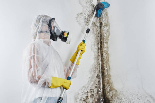 Best Industrial Mold Remediation in Lake Darby, OH