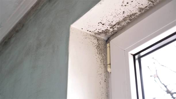 Best DIY Mold Remediation Support Services in Lake Darby, OH