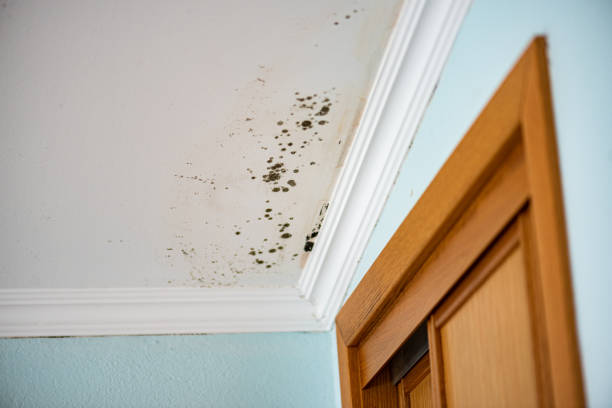 Best Post-Remediation Services in Lake Darby, OH