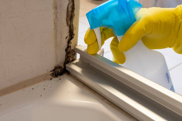 Best Preventive Mold Services in Lake Darby, OH