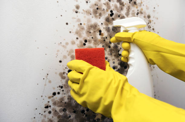 Best Attic Mold Remediation in Lake Darby, OH