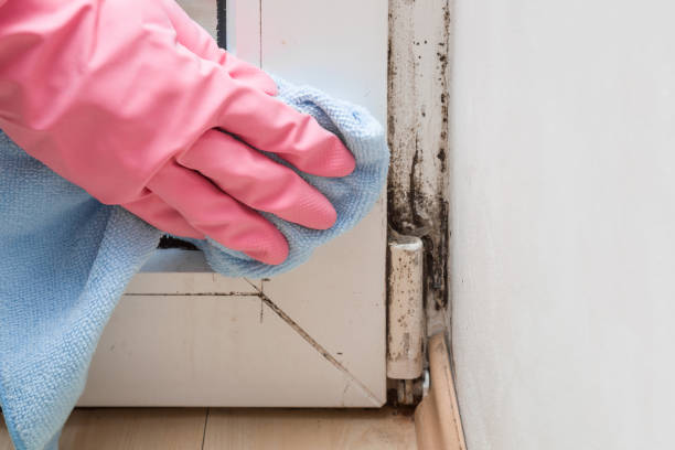 Best Attic Mold Remediation in Lake Darby, OH