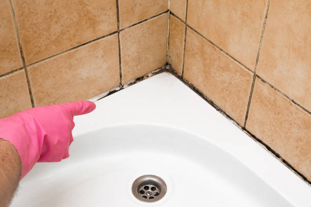 Best DIY Mold Remediation Support Services in Lake Darby, OH